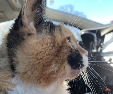 Westside Animal Clinic, A Thrive Pet Healthcare Partner