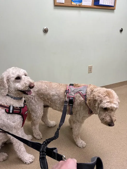 Westside Animal Clinic, A Thrive Pet Healthcare Partner 10