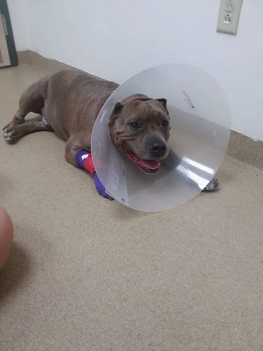 Westside Animal Clinic, A Thrive Pet Healthcare Partner 9