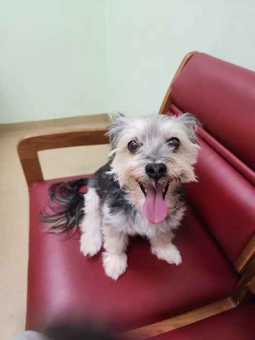 Westside Animal Clinic, A Thrive Pet Healthcare Partner 7