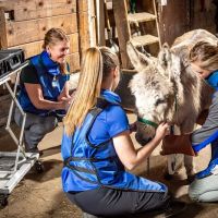 Equine Veterinary Services | EquidDoc Veterinary Services, LLC ico