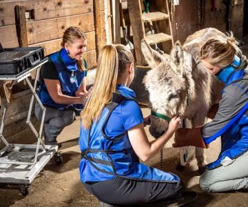 Equine Veterinary Services | EquidDoc Veterinary Services, LLC