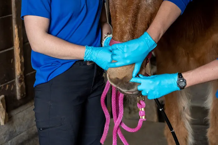Equine Veterinary Services | EquidDoc Veterinary Services, LLC 3