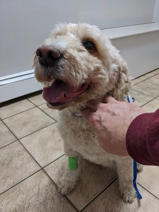 Hillside Veterinary Clinic – Auburn, MA | Central MA Vet Care 2