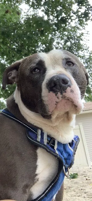 VCA Auburn Animal Hospital 1