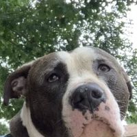 VCA Auburn Animal Hospital ico