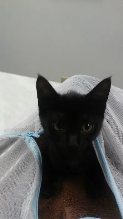 VCA Auburn Animal Hospital 7