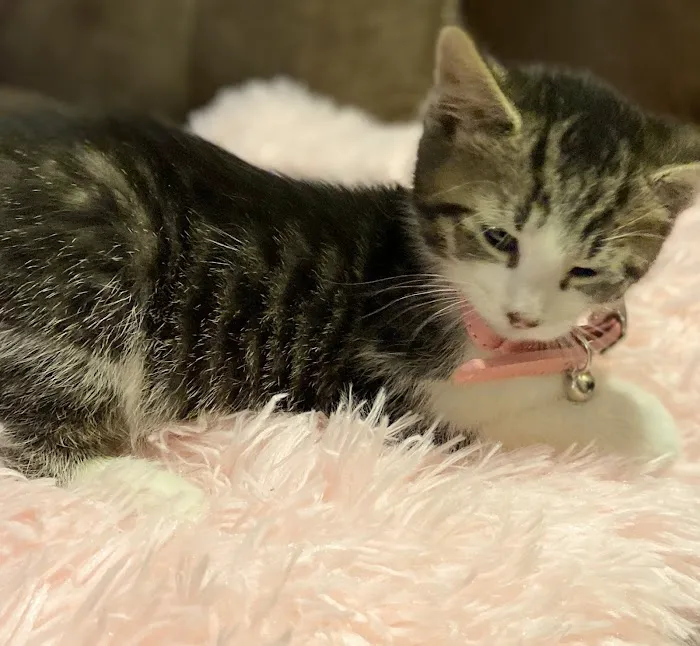 Second Chance Community Veterinary Hospital of Worcester 7