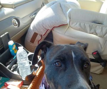 Second Chance Community Veterinary Hospital of Worcester