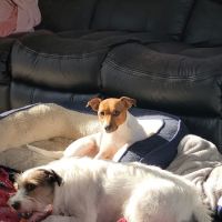 Mt Wachusett Veterinary Hospital ico