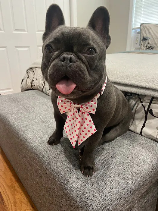 Veterinary Urgent Care Center - Worcester 4