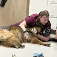 Veterinary Urgent Care Center - Worcester ico