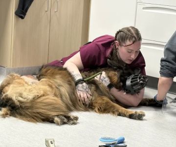 Veterinary Urgent Care Center - Worcester