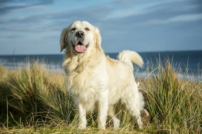 Holden Veterinary Clinic, A Thrive Pet Healthcare Partner 10