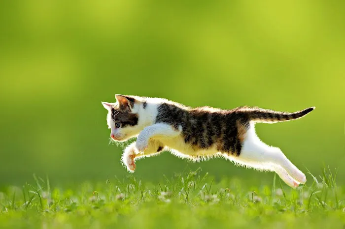 Holden Veterinary Clinic, A Thrive Pet Healthcare Partner 9
