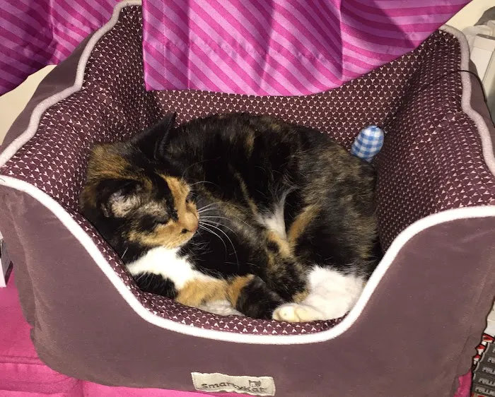 Holden Veterinary Clinic, A Thrive Pet Healthcare Partner 4