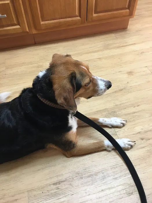 Holden Veterinary Clinic, A Thrive Pet Healthcare Partner 1