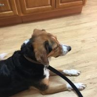 Holden Veterinary Clinic, A Thrive Pet Healthcare Partner ico