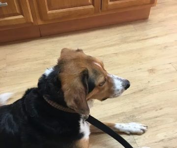 Holden Veterinary Clinic, A Thrive Pet Healthcare Partner
