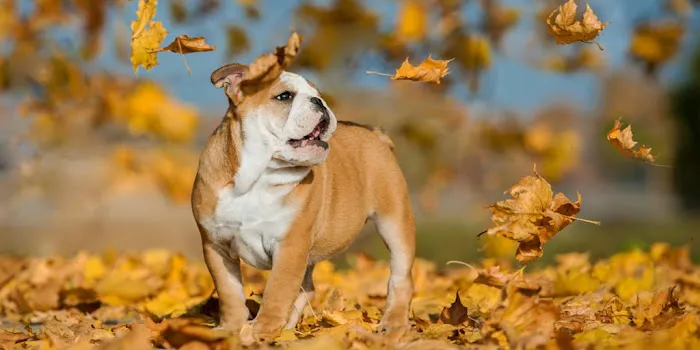 Holden Veterinary Clinic, A Thrive Pet Healthcare Partner 8