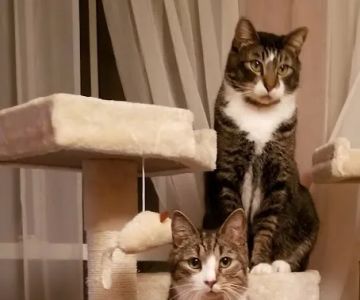 Hubbardston Veterinary Clinic