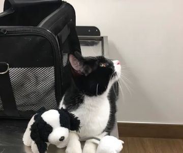 VCA Abbott Animal Hospital