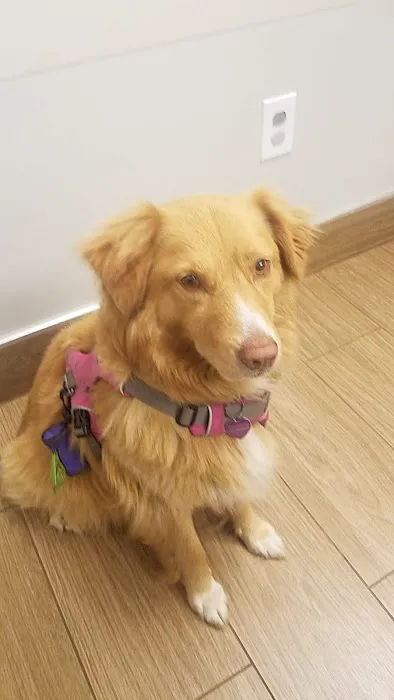 VCA Abbott Animal Hospital 7