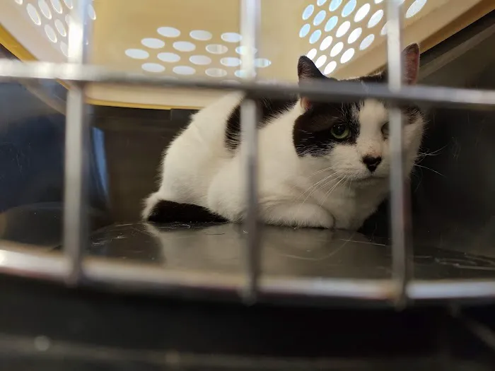 VCA Abbott Animal Hospital 3