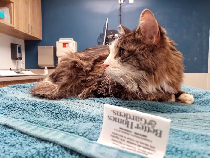 VCA Abbott Animal Hospital 5