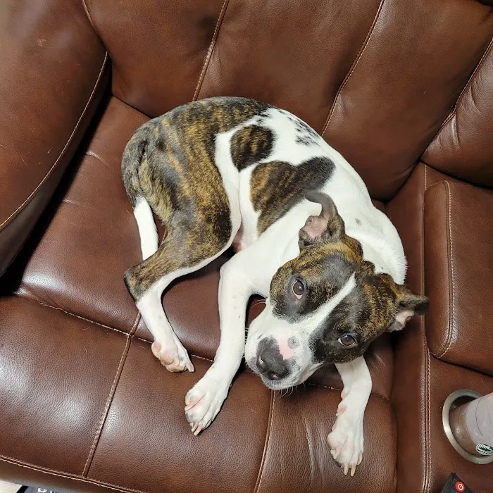 VCA Abbott Animal Hospital 9