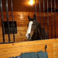 Upstate Equine Medical Center ico