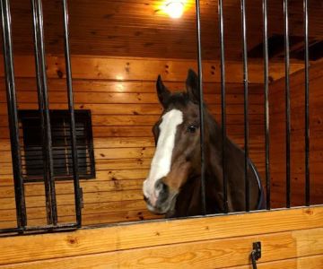 Upstate Equine Medical Center