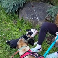 Saint Francis Veterinary Hospital PLLC ico