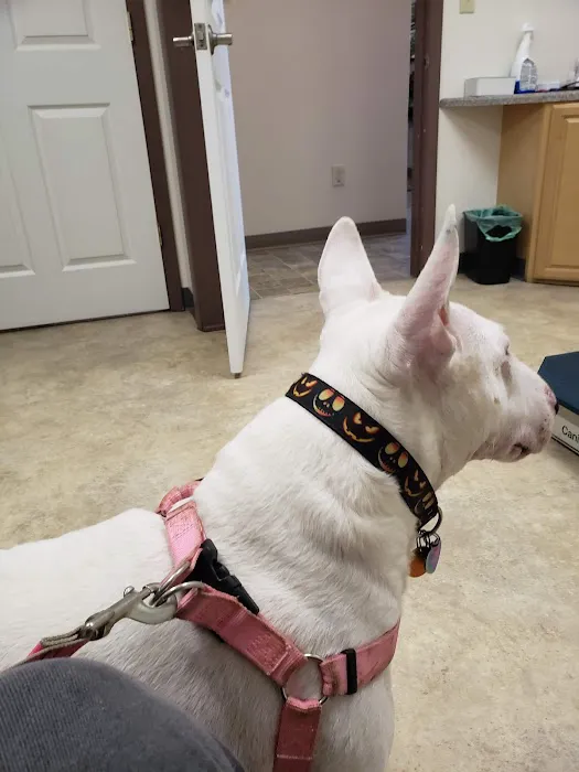Saint Francis Veterinary Hospital PLLC 3