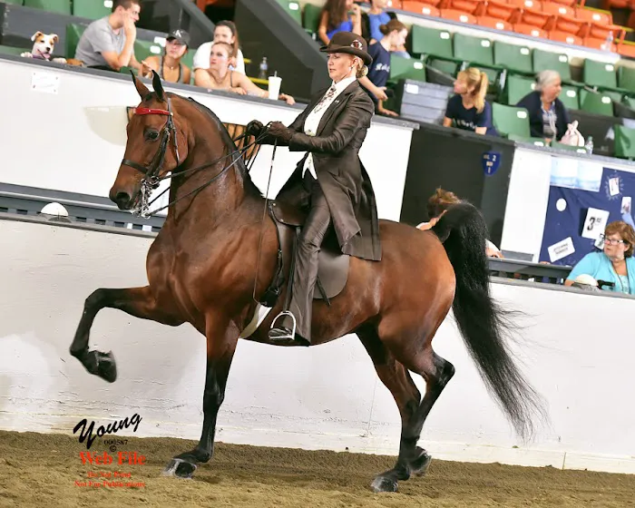 Stonewall Equine Services 1