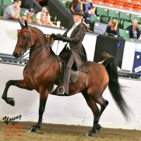 Stonewall Equine Services ico