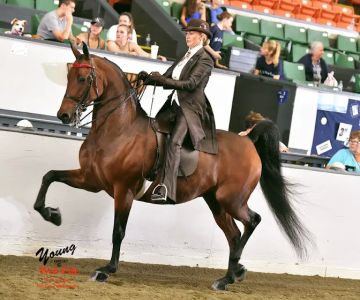 Stonewall Equine Services