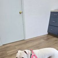 Sutton Animal Hospital ico