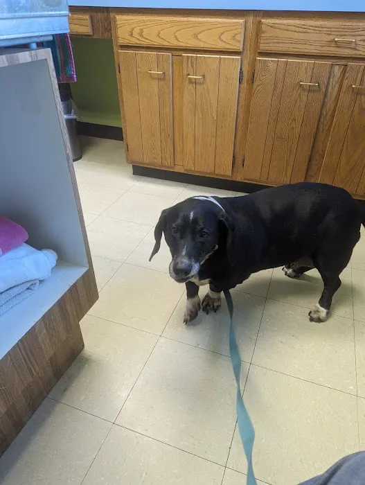 Sutton Animal Hospital 9