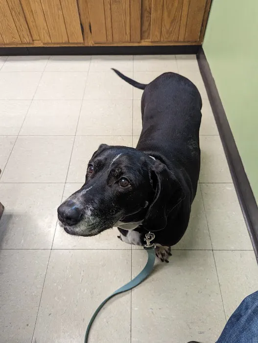 Sutton Animal Hospital 5