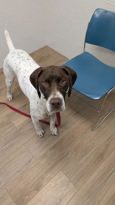 Sutton Animal Hospital 8