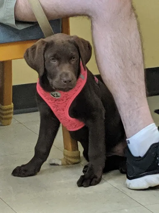 Sutton Animal Hospital 7