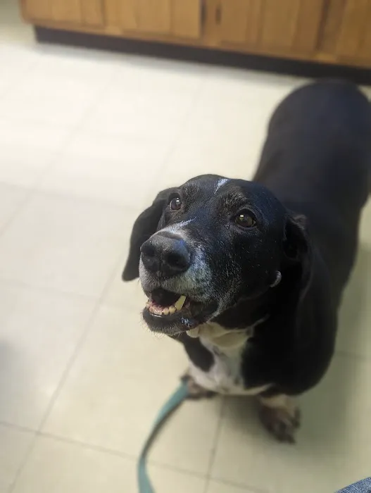 Sutton Animal Hospital 4