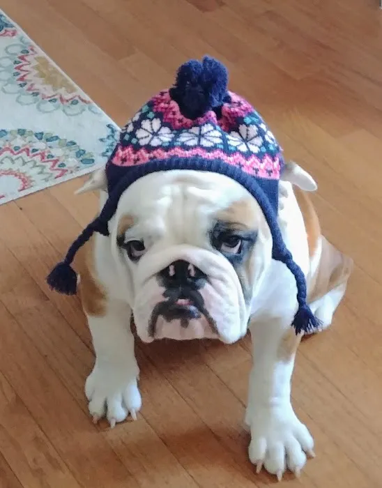 VCA Blackstone Valley Animal Hospital 7