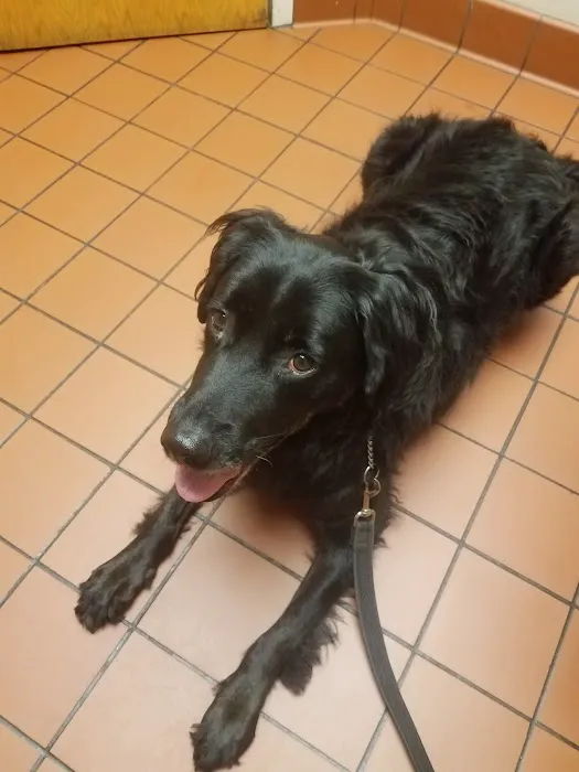 VCA Blackstone Valley Animal Hospital 9