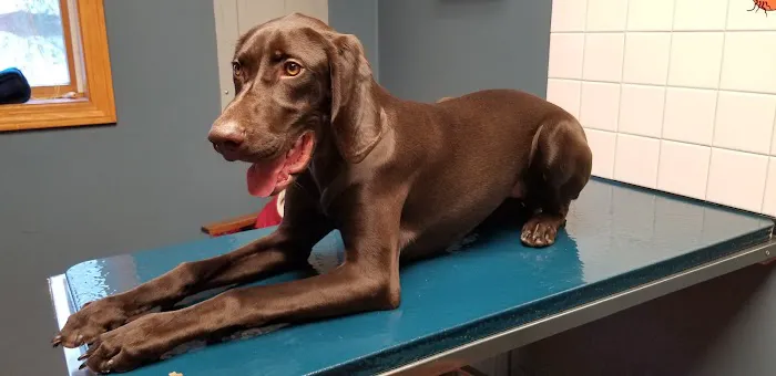 VCA Blackstone Valley Animal Hospital 1