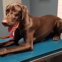 VCA Blackstone Valley Animal Hospital ico
