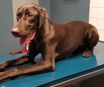 VCA Blackstone Valley Animal Hospital