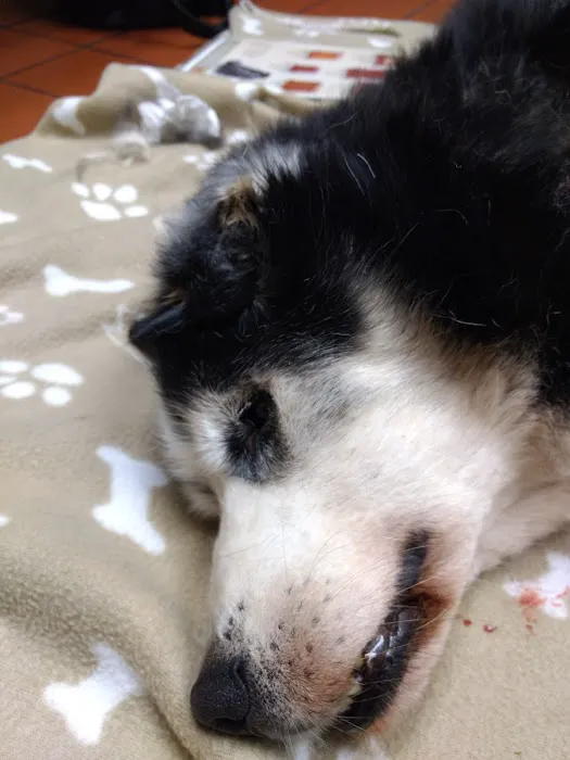 VCA Blackstone Valley Animal Hospital 2