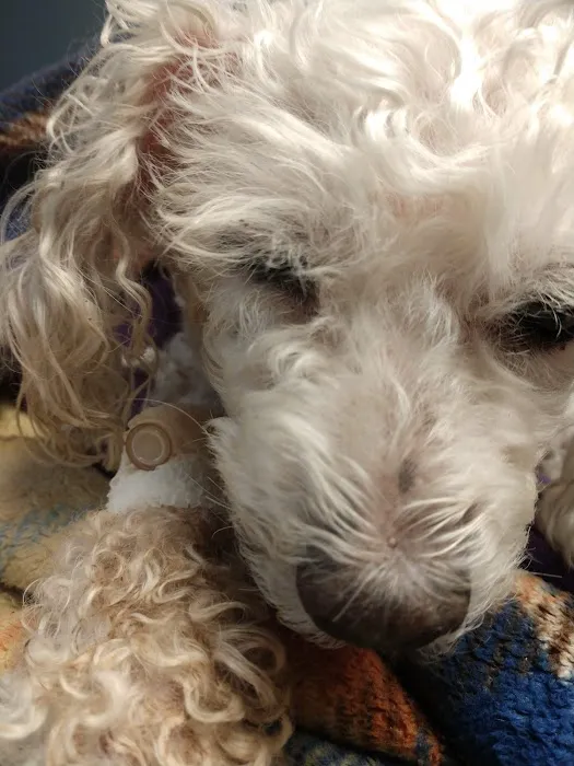 VCA Blackstone Valley Animal Hospital 10